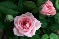 JK-10x50-Two-Roses-IMG_4162